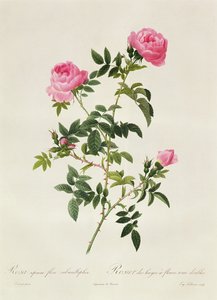 Rosa Sepium Flore Submultiplici